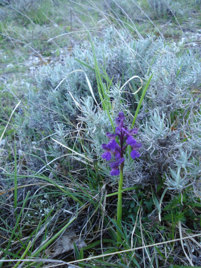 Ophrys sphegodes