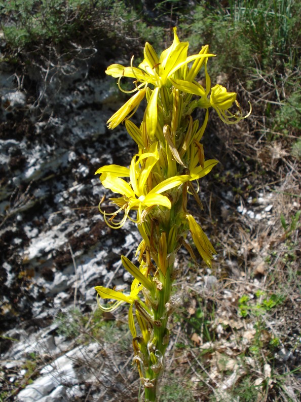 Asphodeline lutea / Asfodelo giallo