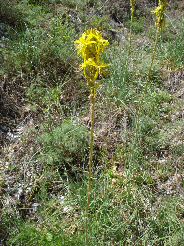Asphodeline lutea / Asfodelo giallo