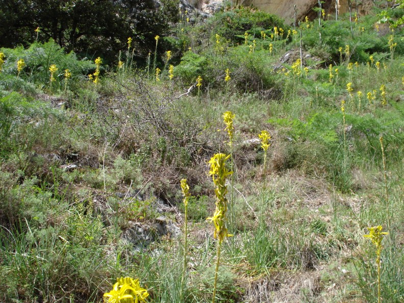 Asphodeline lutea / Asfodelo giallo