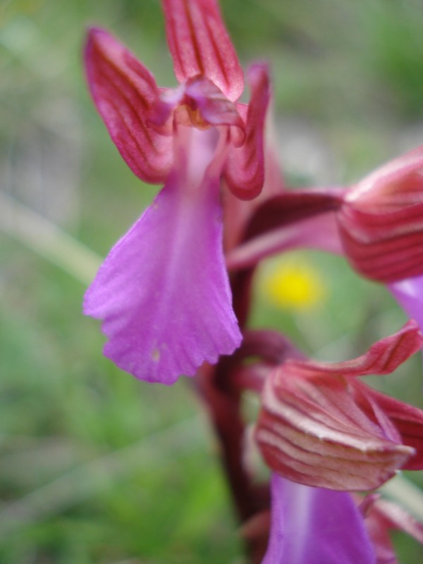 Anacamptis papilionacea / Orchidea farfalla