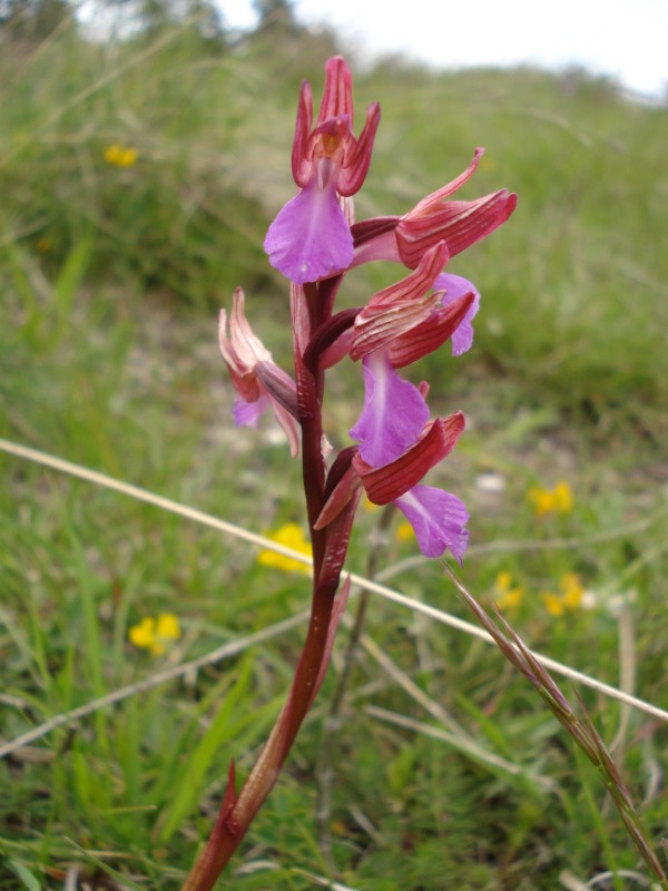 Anacamptis papilionacea / Orchidea farfalla