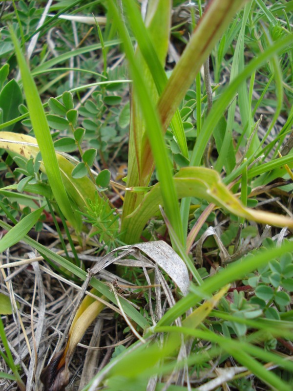 Anacamptis papilionacea / Orchidea farfalla