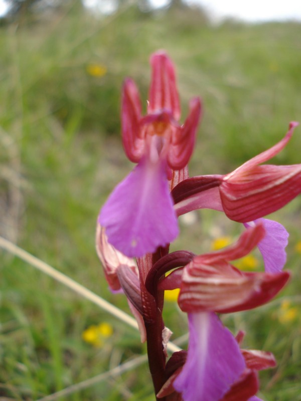 Anacamptis papilionacea / Orchidea farfalla