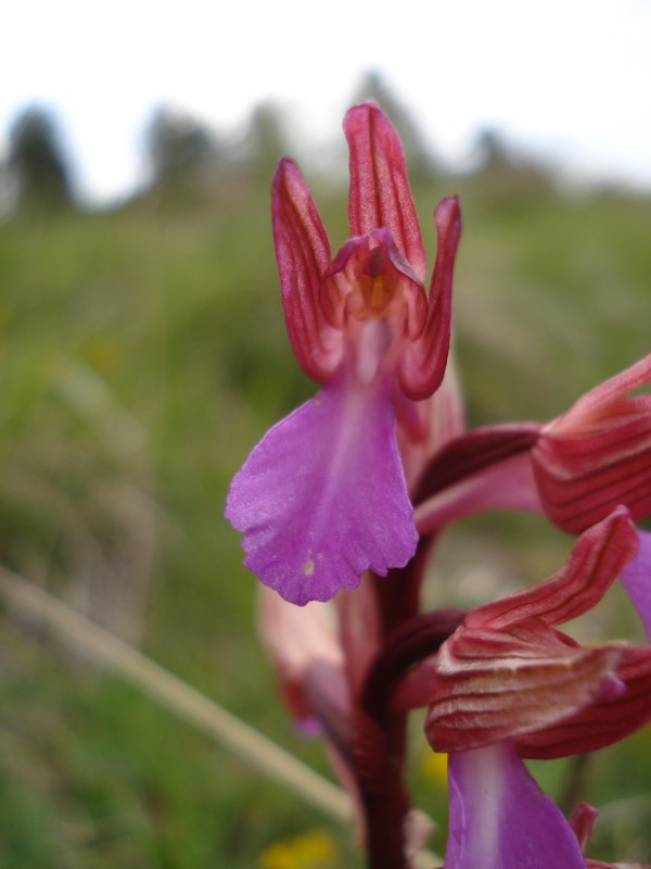 Anacamptis papilionacea / Orchidea farfalla