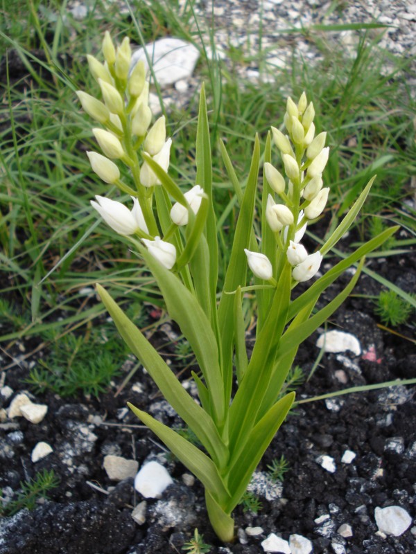 Cephalanthera longifolia