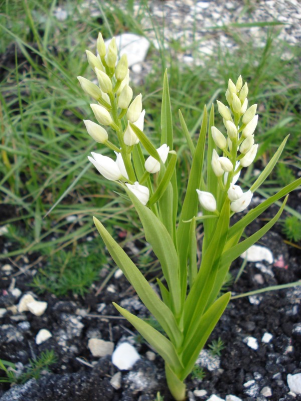 Cephalanthera longifolia