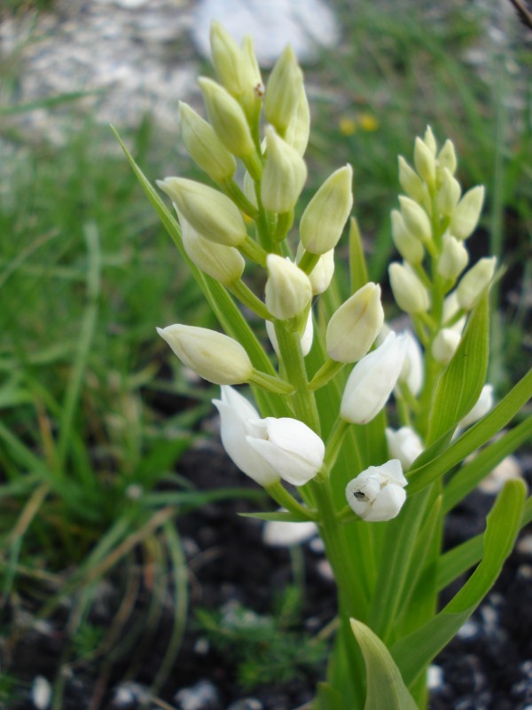 Cephalanthera longifolia