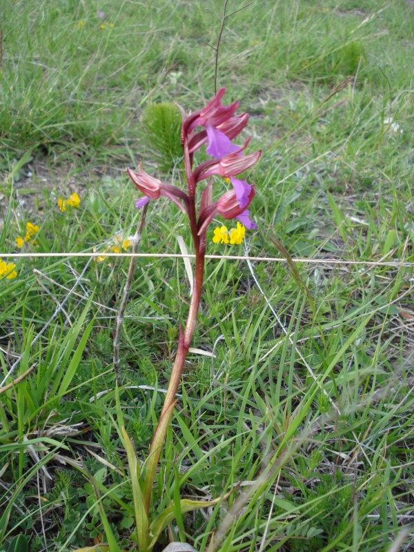 Anacamptis papilionacea / Orchidea farfalla