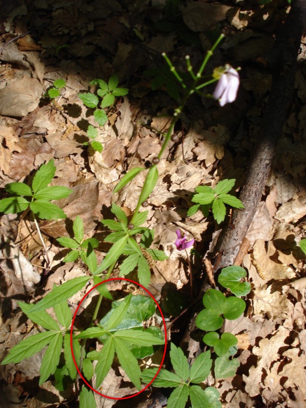Cardamine bulbifera