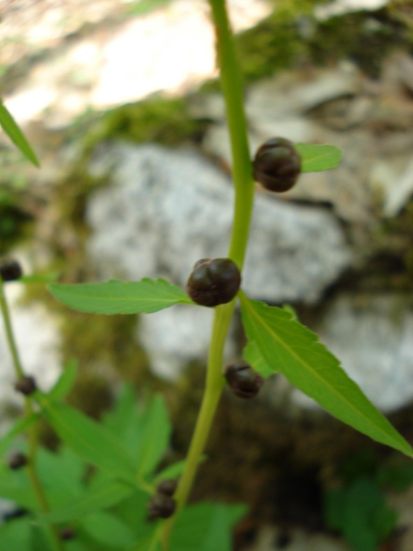Cardamine bulbifera