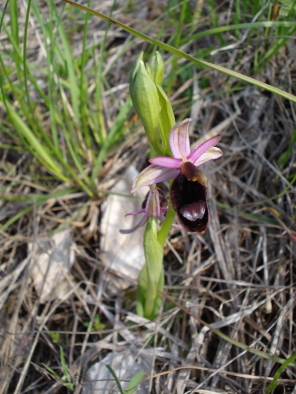 Ophrys da determinare