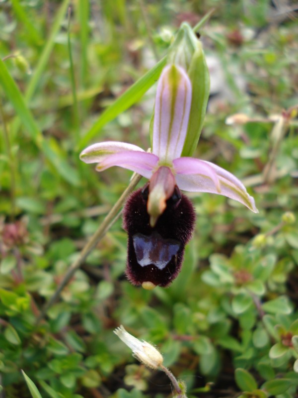 Ophrys da determinare