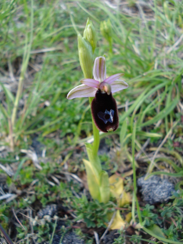 Ophrys da determinare