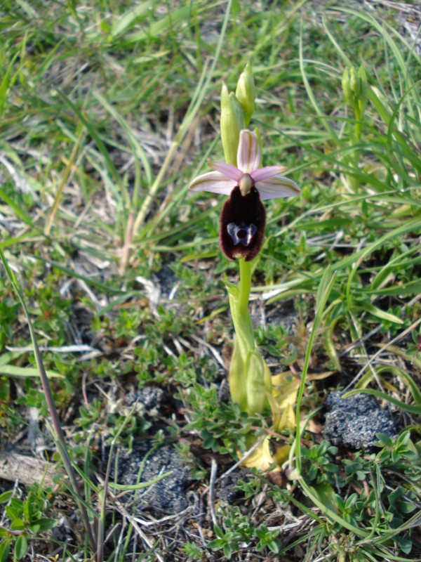 Ophrys da determinare