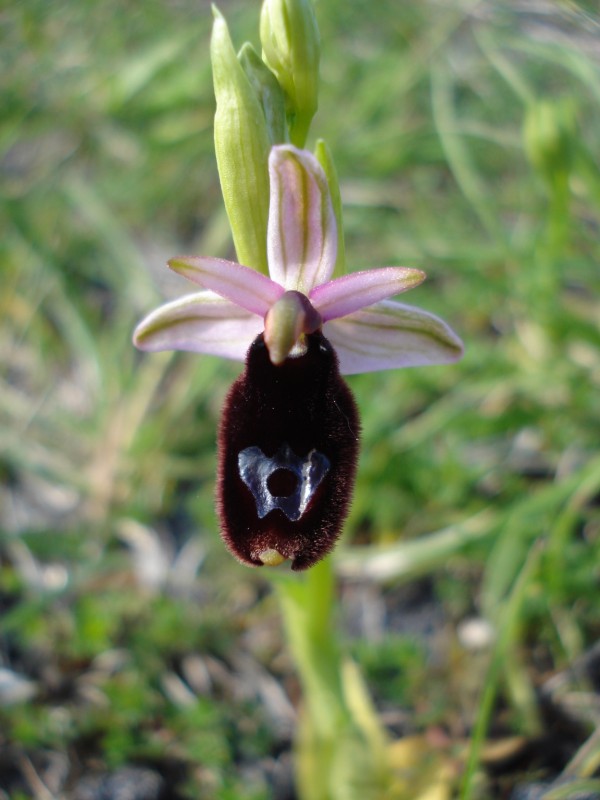 Ophrys da determinare