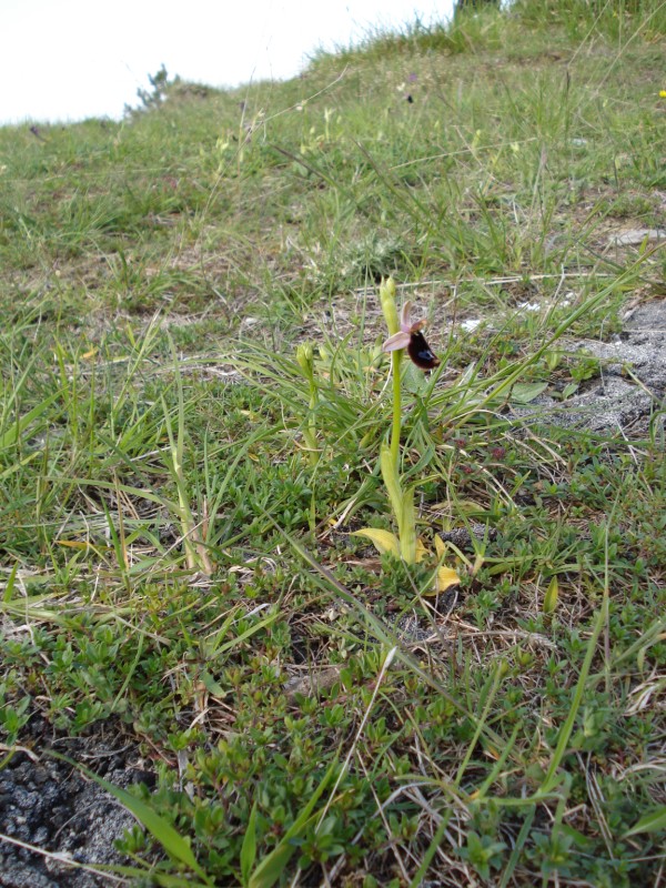 Ophrys da determinare