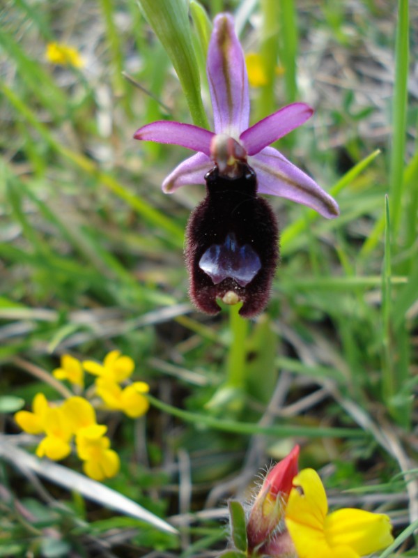 Ophrys da determinare