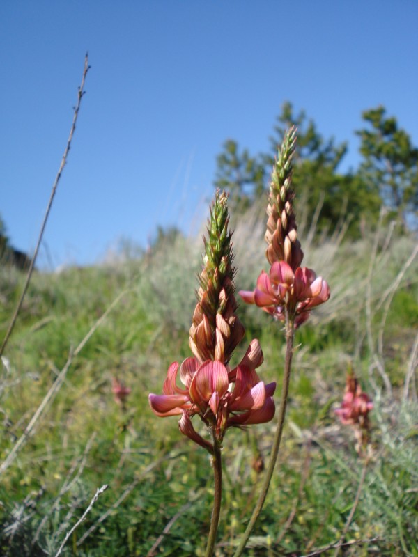Onobrychis viciifolia