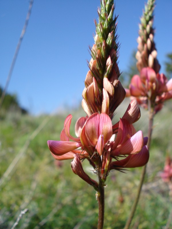 Onobrychis viciifolia