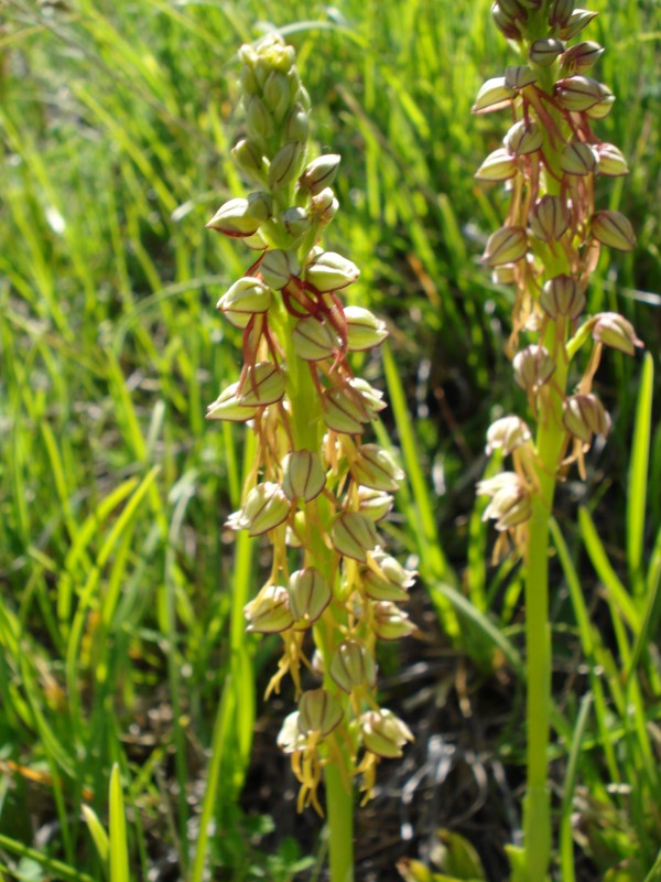 Orchis anthropophora