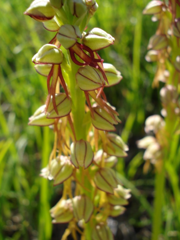 Orchis anthropophora