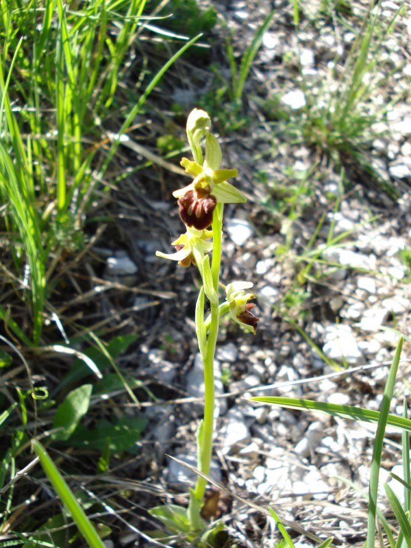 Ophrys sphegodes