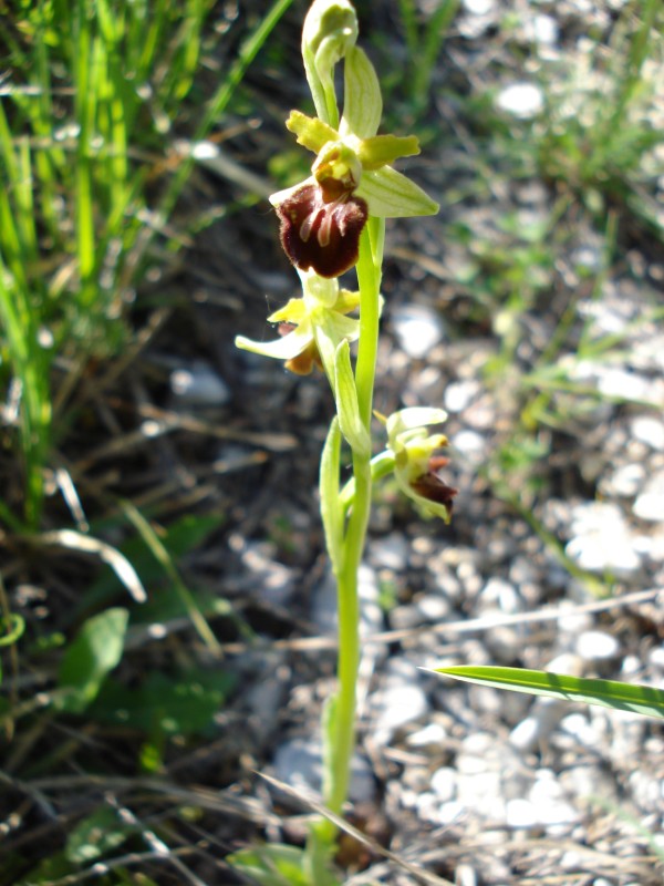 Ophrys sphegodes