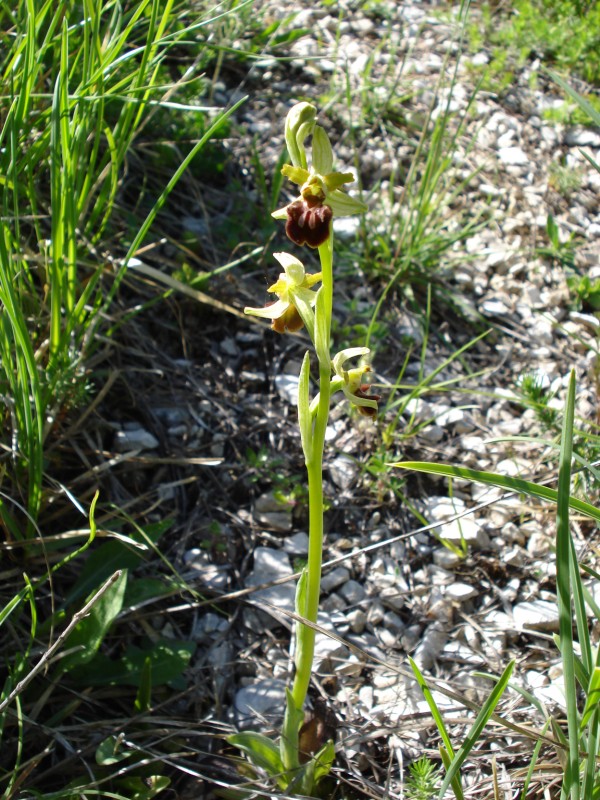 Ophrys sphegodes