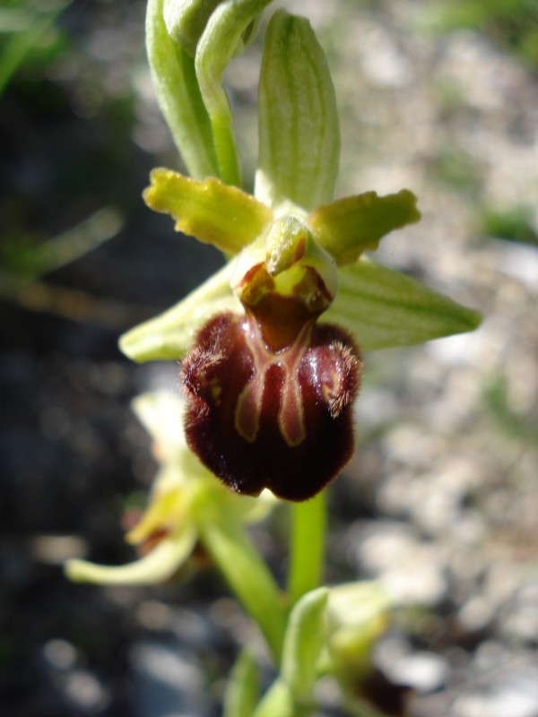 Ophrys sphegodes