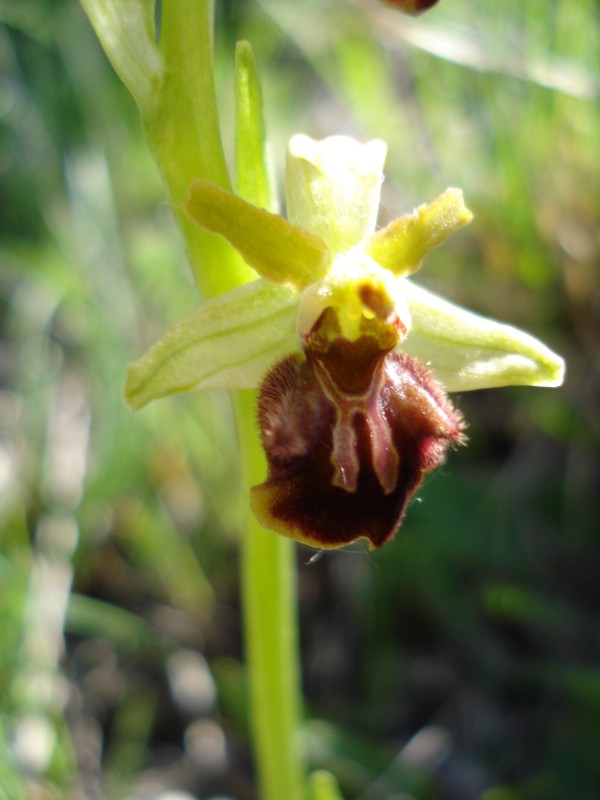 Ophrys sphegodes