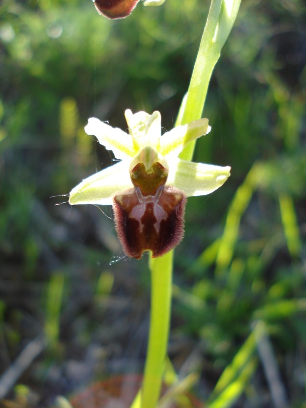 Ophrys sphegodes