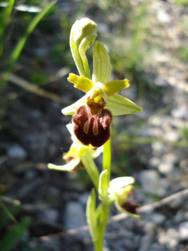 Ophrys sphegodes