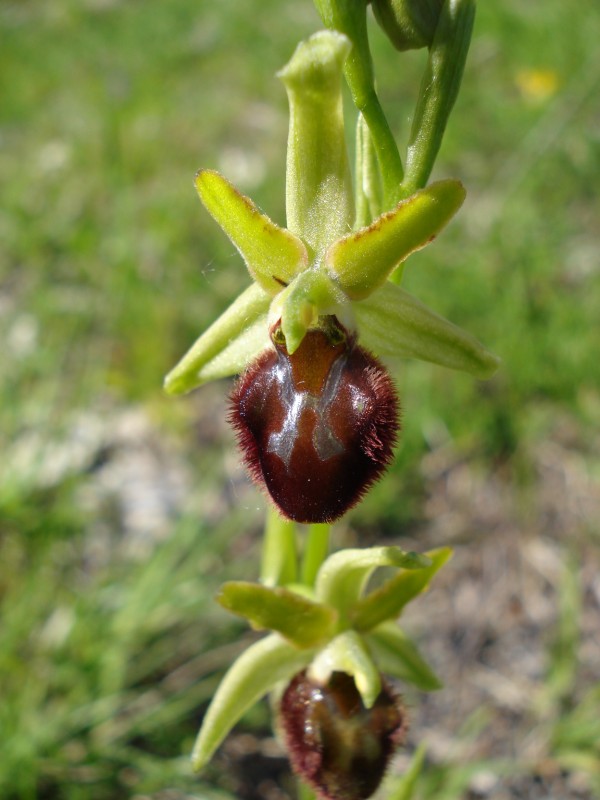 Ophrys sphegodes