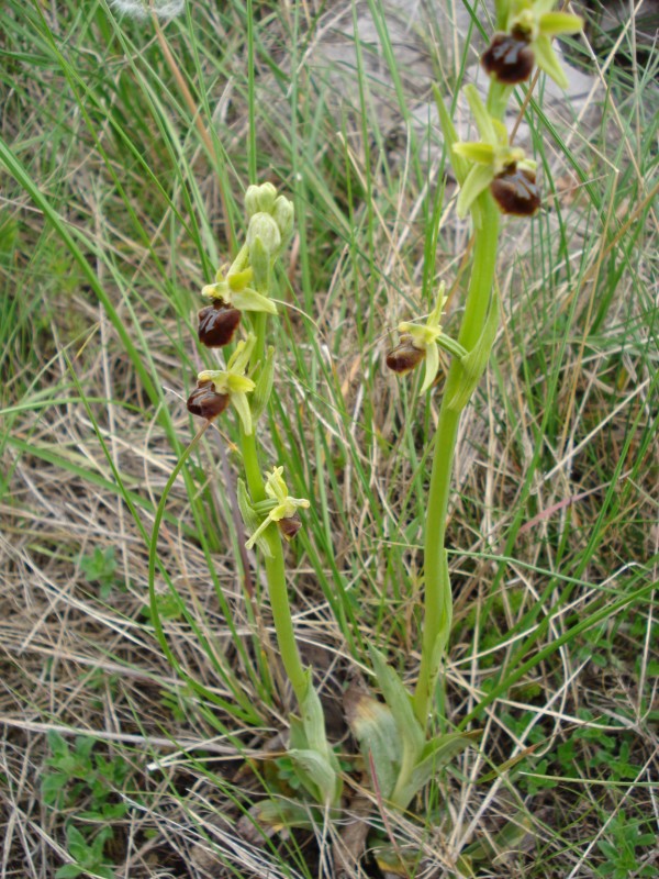 Ophrys sphegodes