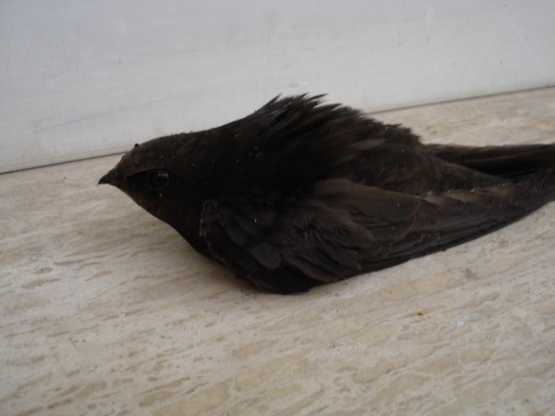 uccello da determinare