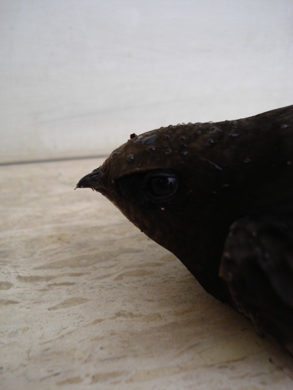 uccello da determinare