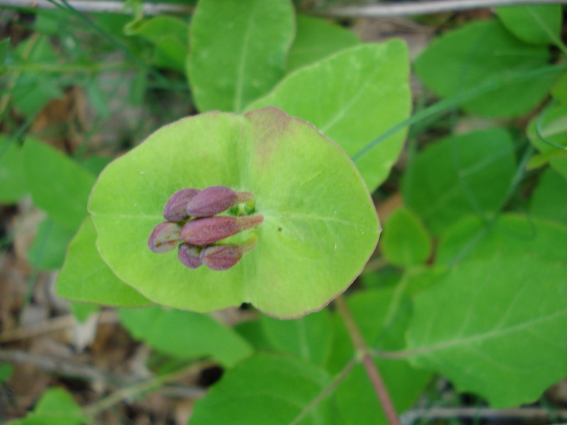 Lonicera caprifolium