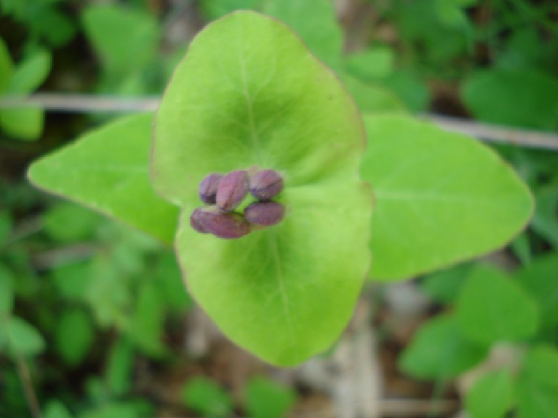 Lonicera caprifolium