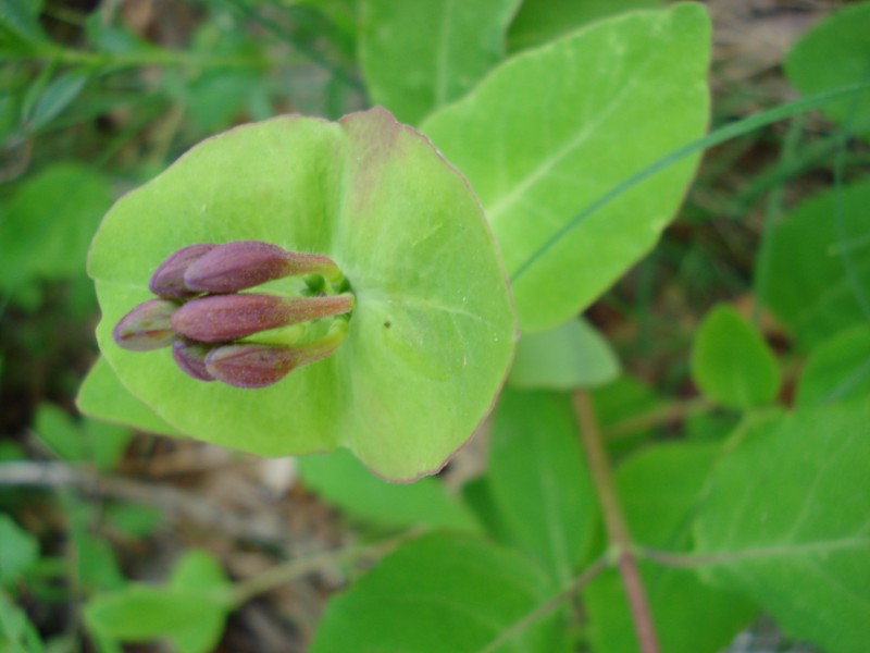 Lonicera caprifolium