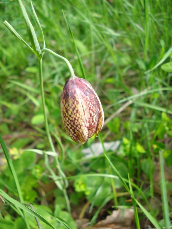 Fritillaria montana (=tenella) / Meleagride minore