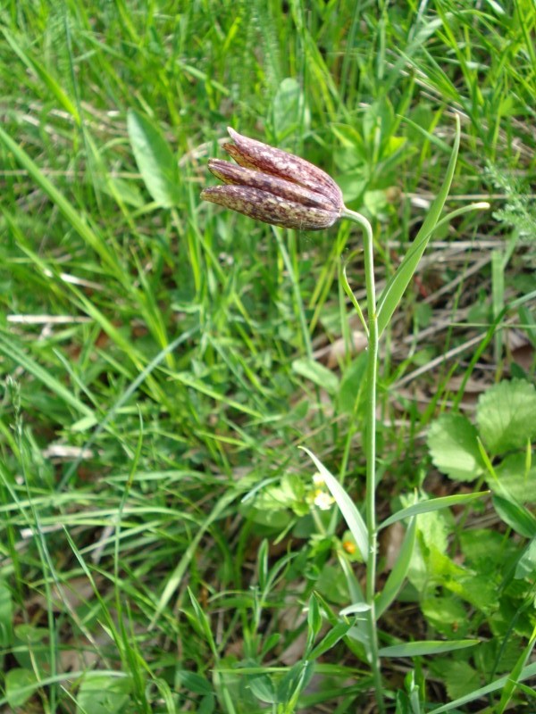 Fritillaria montana (=tenella) / Meleagride minore