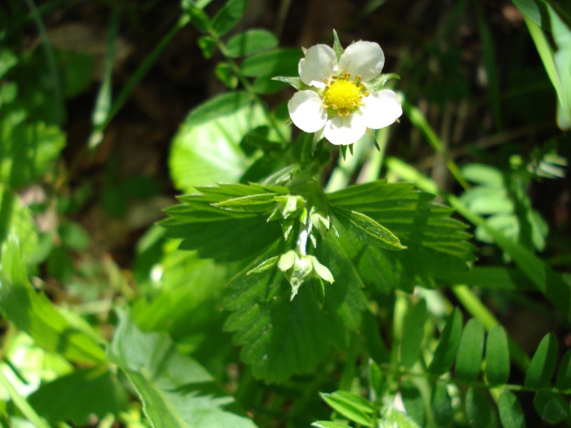 da determinare.. - Fragaria vesca