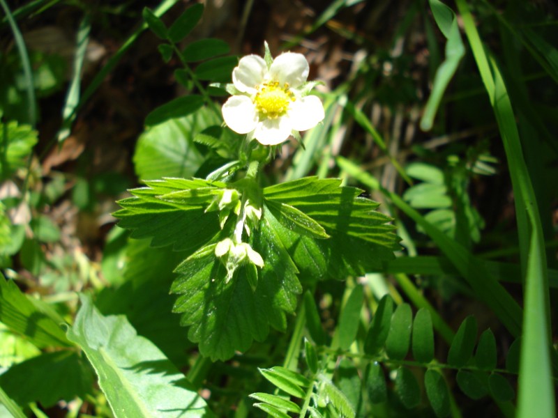 da determinare.. - Fragaria vesca