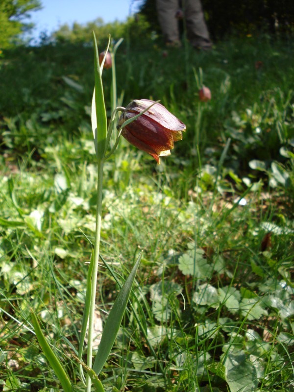 Fritillaria montana (=orsiniana) / Meleagride orientale