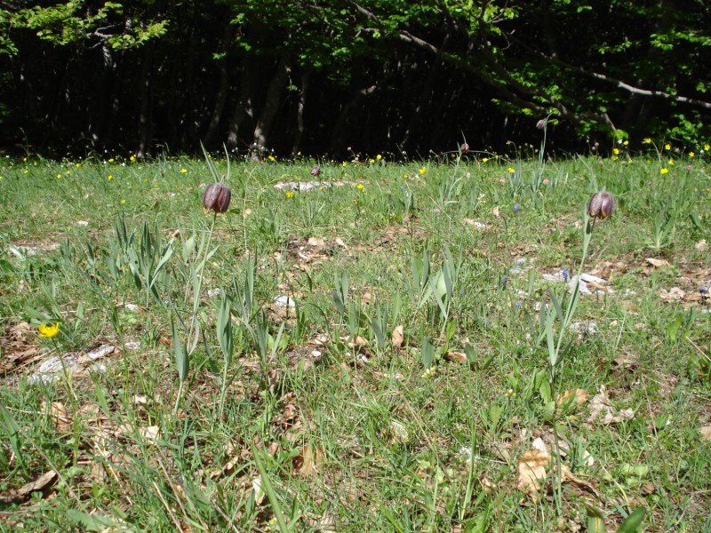 Fritillaria montana (=tenella) / Meleagride minore