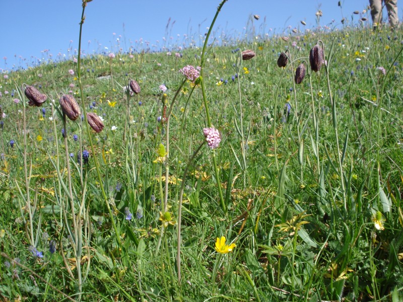 Fritillaria montana (=tenella) / Meleagride minore