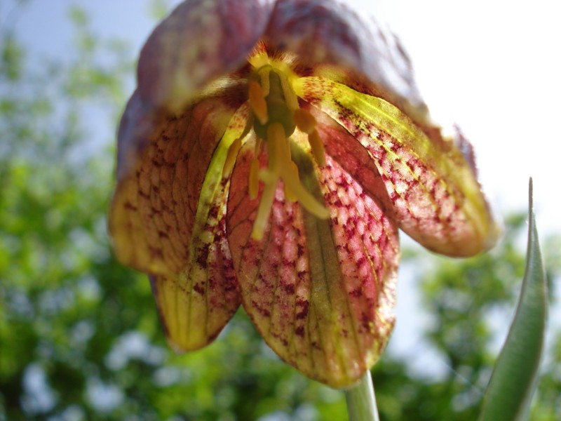 Fritillaria montana (=tenella) / Meleagride minore
