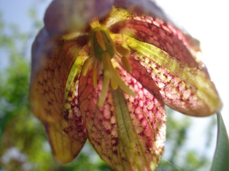 Fritillaria montana (=tenella) / Meleagride minore