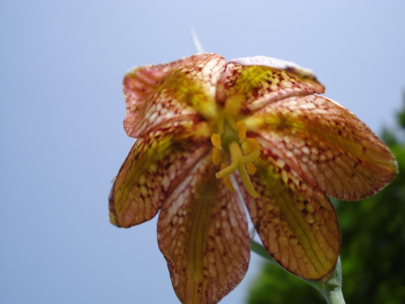 Fritillaria montana (=tenella) / Meleagride minore
